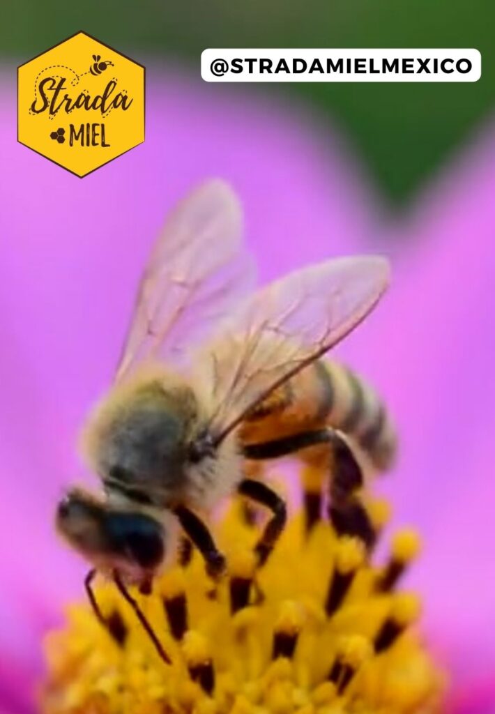 LAS ABEJAS OBTIENEN MIEL DE LAS FLORES